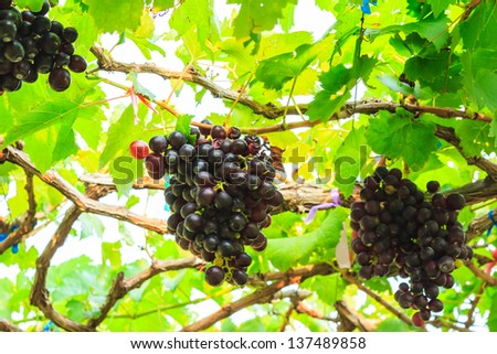 purple grape fruit with green leaves in the farm