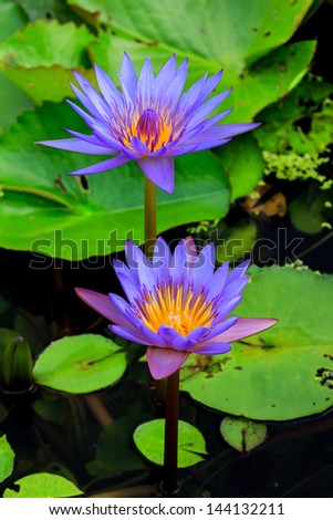 blue water lily or lotus