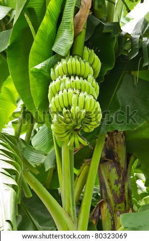 green young banana