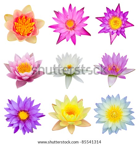 collection of water lily isolated