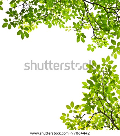 Green Leaf Isolated On White Background Stock Photo 97864442 : Shutterstock