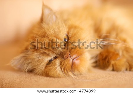 orange persian cat