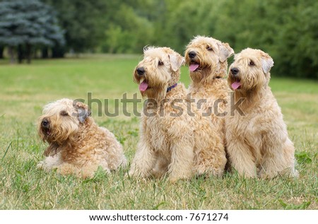 Ireland soft coated wheaten terriers -summer group portrait