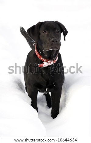 golden retriever puppies in the snow. stock photo : Black Labrador