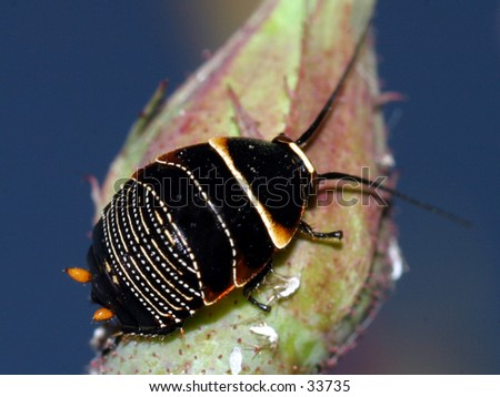 Aphid Bug