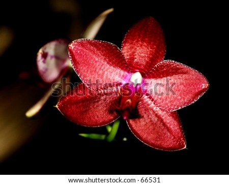 A reddish purple orchid, close up