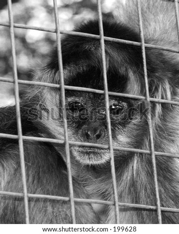 A monkey behind bars...