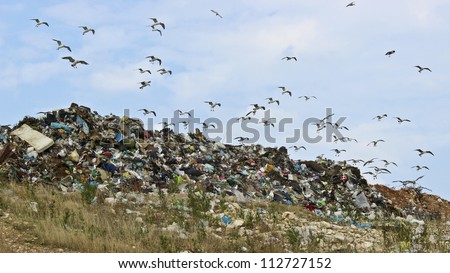 Birds and pollution Description: The seagulls on landfill