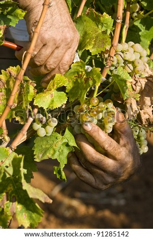 Working hands in the vineyard