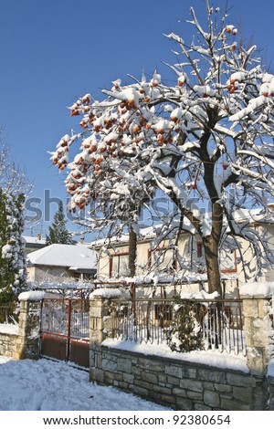 House and Japanese apple tree under the snow