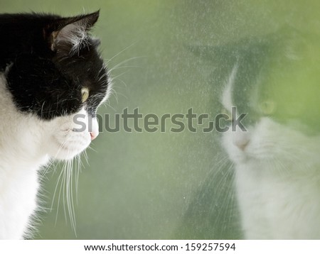 Black and white cat looking out of the window with a reflection of himself