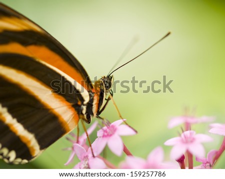 Beautiful Banded Orange Heliconian is feeding on pink flowers