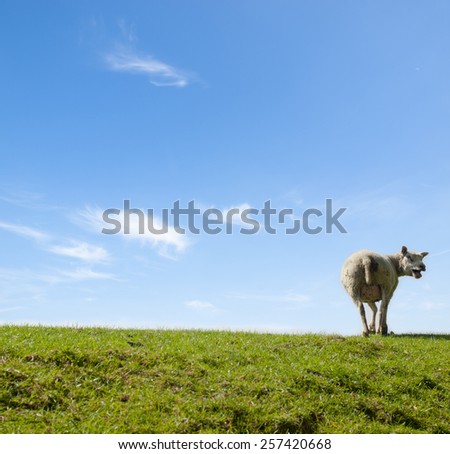 Spring image of a mother sheep yelling on a green meadow