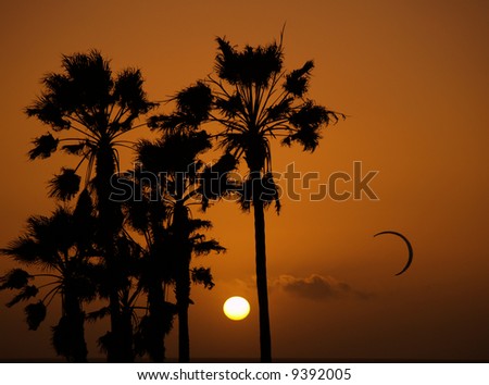 Sun setting at Venice beach Los Angelos showing silhouettes of palmtrees and a kite surfer