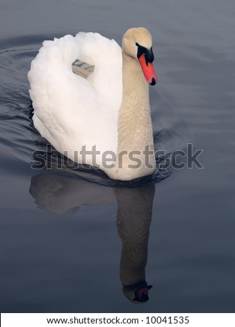 a swan looking all pretty in search for a partner