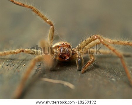 Australian Huntsman spider (Sparassidae) or wood spider (shallow depth of field)