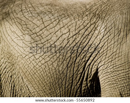 Close up of an elephants wrinkled skin