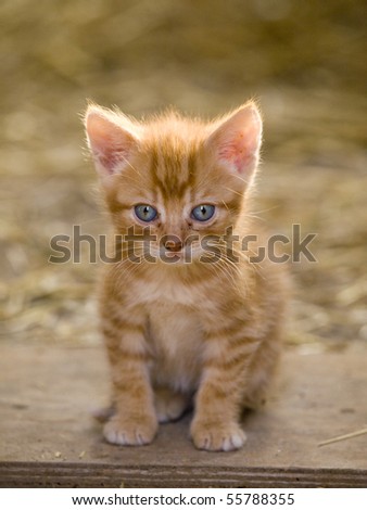 Cute little farm kitten with bright blue eyes