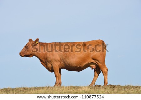 Brown cow with blue sky