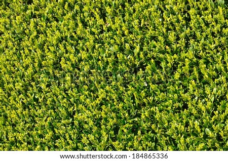 Close up of trimmed hedge