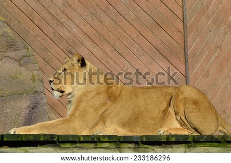 Lion in Sphinx Pose