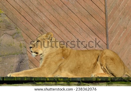 Large lion lying down