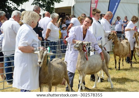 TENDRING SHOW ESSEX UK 11 JULY  2015: Goats  being exhibited at Agricultural show