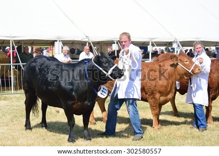 TENDRING SHOW ESSEX UK 11 JULY  2015: Cows in agricultural show Tendring Essex