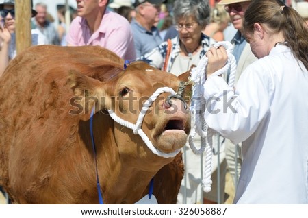 TENDRING SHOW ESSEX UK  11 JULY  2015: Large Brown cow being exhibited at agricultural show