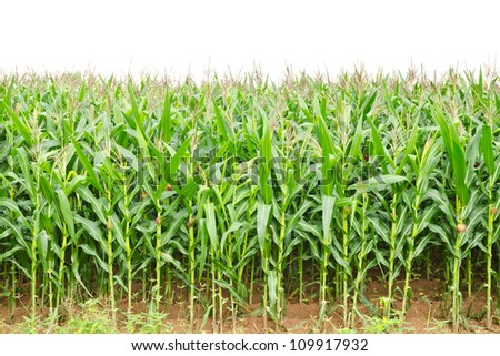 A green field of corn growing up at Thailand