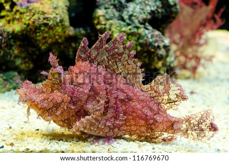Weedy Scorpionfish (Rhinopias frondosa), animal life in the underwater