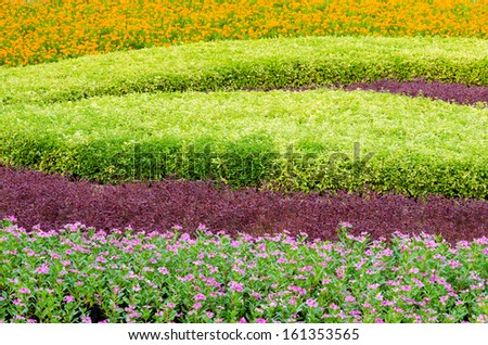 Pattern View of Decorative Beautiful Ornamental Plants Tree Tropical Landscape and  Flower in Nature Garden at Thailand