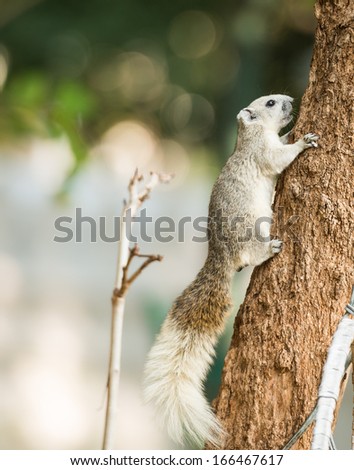 close up squirrel or small gong, Small mammals native to the tropical forests at Thailand, Variable squirrel, Pallas\'s squirrel