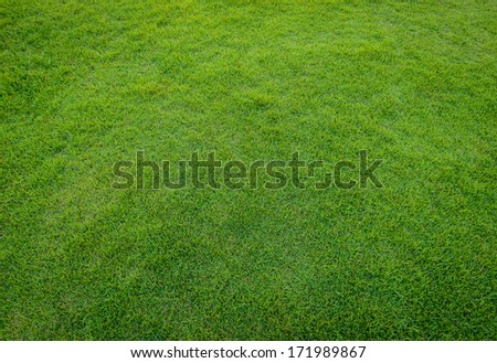 Close Up Background Of Beautiful Green Grass Pattern From Golf Course At Sunset Time