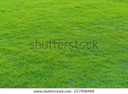 close up background of beautiful green grass pattern from golf course at sunset time