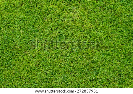 colse up natural background texture of Beautiful fresh real green grass pattern from golf course