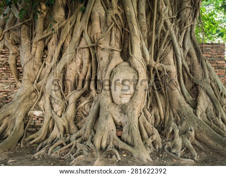Stone head of Buddha nestled in the embrace of bodhi tree\'s roots at Wat Mahathat, Ayutthaya, Thailand, World Heritage Site