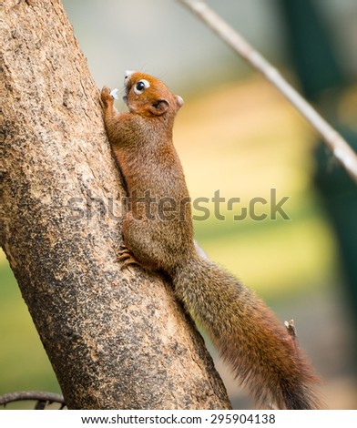 close up squirrel or small gong, Small mammals native to the tropical forests at Thailand, Variable squirrel, Pallas\'s squirrel