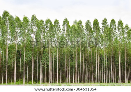 Eucalyptus forest in Thailand, plats for paper industry