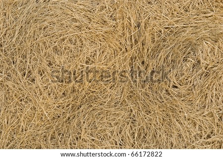 Dry lawn grass as a natural background