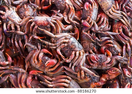 MEDER\'S MANGROVE CRAB,crab in market at Thailand, Sesarma mederi
