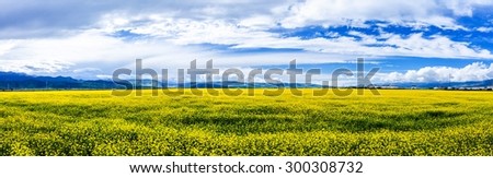 A sea of yellow cole flowers, Menyuan County, Qinghai Province. China.