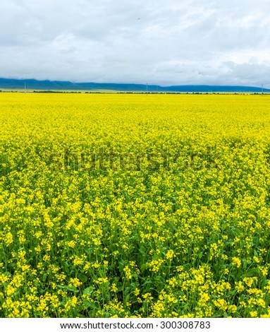 A sea of yellow cole flowers, Menyuan County, Qinghai Province. China.