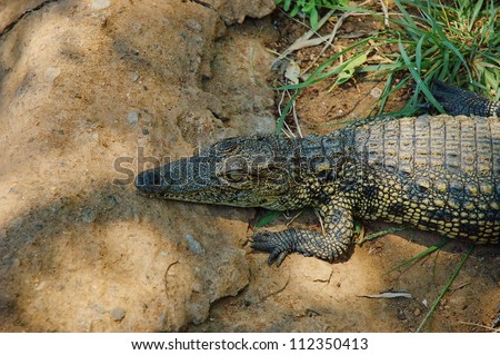 Small crocodile over the stone - Kwena Gardens in Sun City South Africa
