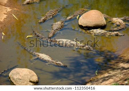 Several small crocodiles - Kwena Gardens in Sun City South Africa
