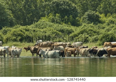 Kerkini lake ecoarea in nord Greece, Cow herd.