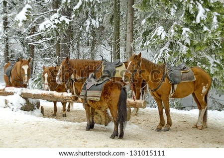 Horse riding club in Borovetz resort. Rila mountain, Bulgaria.
