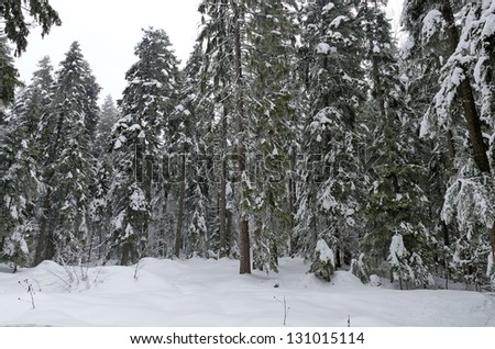 Frost forest in mountain in winter. Rila mountain, Borovetz resort, Bulgaria.