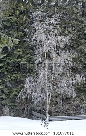Birch tree. Frost forest in mountain at winter. Rila mountain, Borovetz resort, Bulgaria.