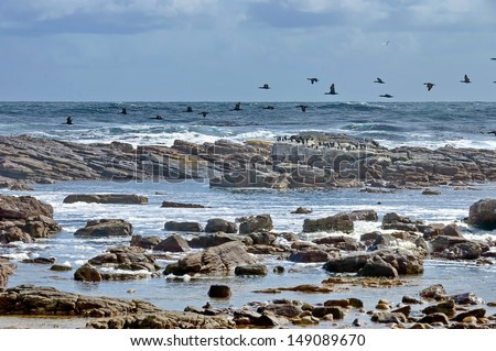 Atlantic ocean coastline by Cape of good hope. Flight of cape cormorant. Wave splash of rocks.
